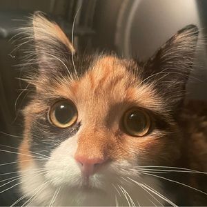 Meet your Posher, Rae